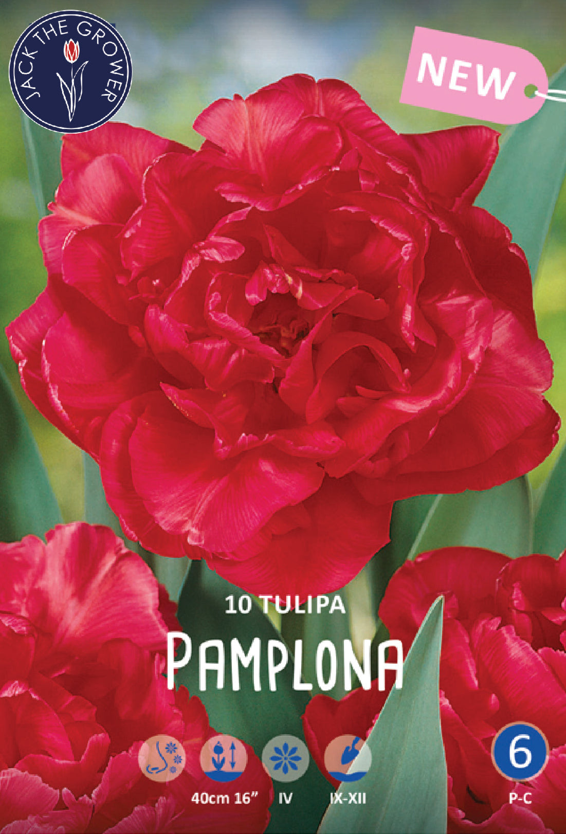 Tulipa Pamplona Jack the Grower