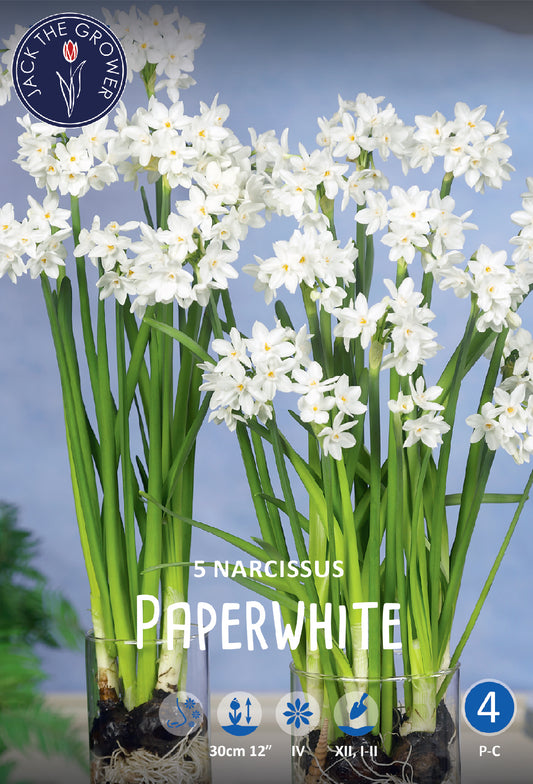 Narcissus Paperwhite
