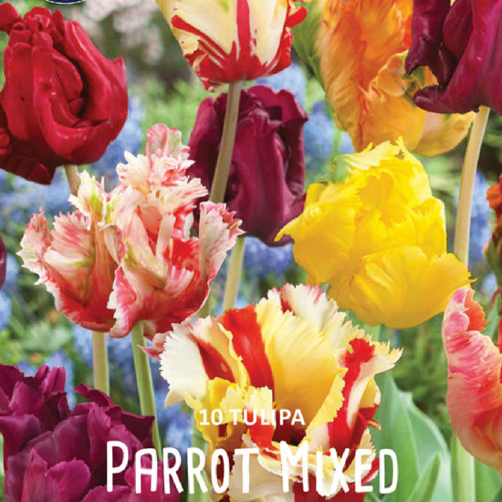 Tulipa Parrot Mix Jack the Grower