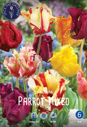 Tulipa Parrot Mix Jack the Grower