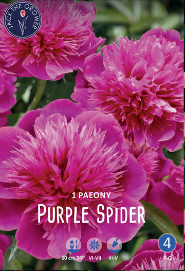 Paeony Purple Spider