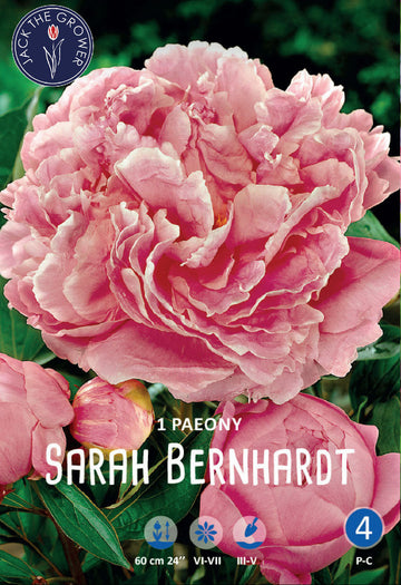 Paeony Sarah Bernhardt
