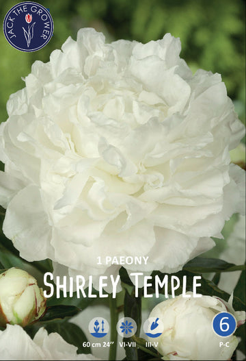 Paeony Shirley Temple
