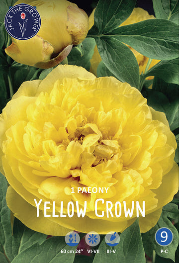 Paeony Yellow Crown