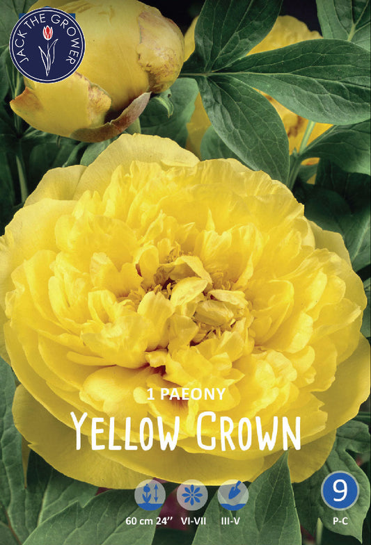 Paeony Yellow Crown