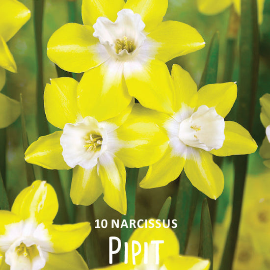 Narcissus Pipit Jack the Grower