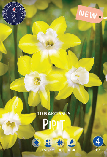 Narcissus Pipit Jack the Grower
