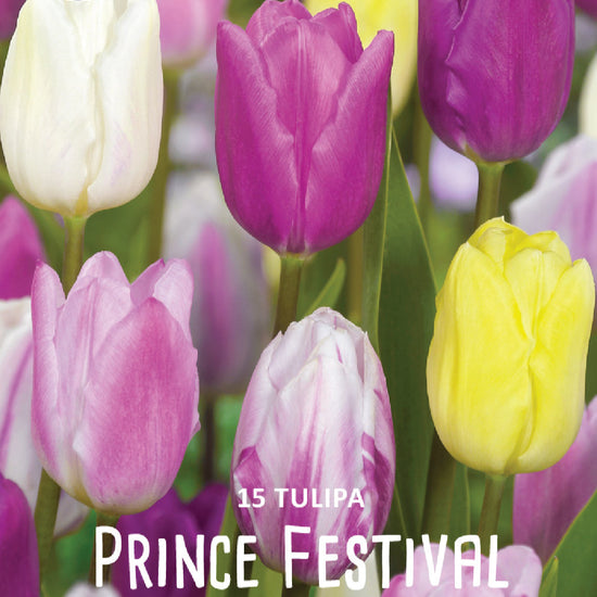 Tulipa Prince Festival Jack the Grower
