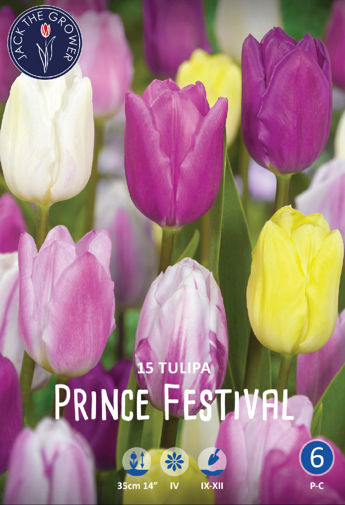 Tulipa Prince Festival Jack the Grower
