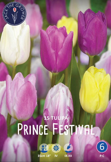 Tulipa Prince Festival Jack the Grower