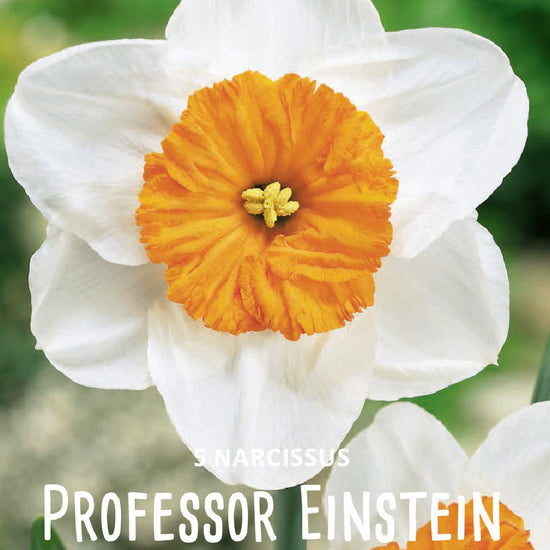 Narcissus Professor Einstein Jack the Grower