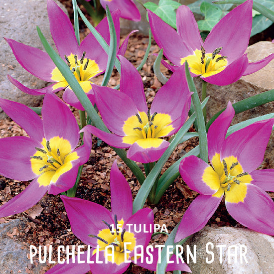 Tulipa Pulchella Eastern Star Jack the Grower