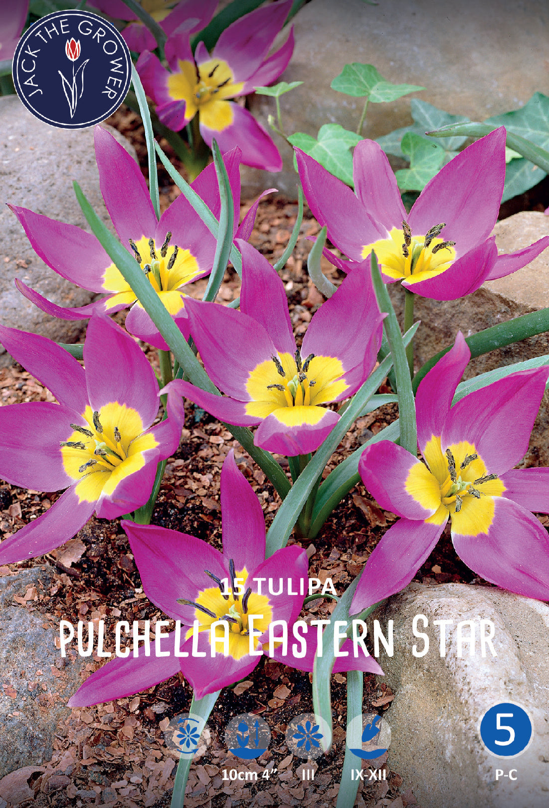 Tulipa Pulchella Eastern Star Jack the Grower