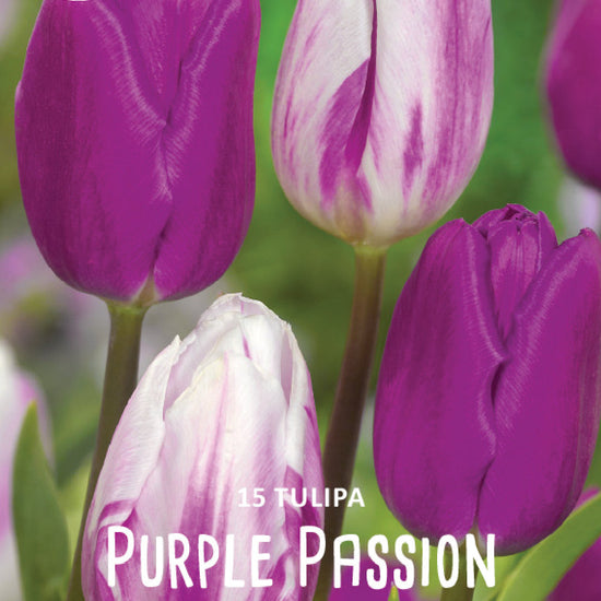 Tulipa Purple Passion Jack the Grower