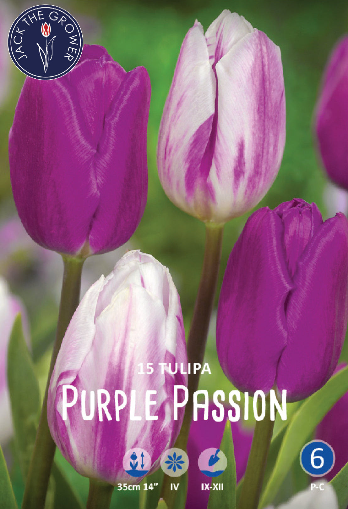 Tulipa Purple Passion Jack the Grower