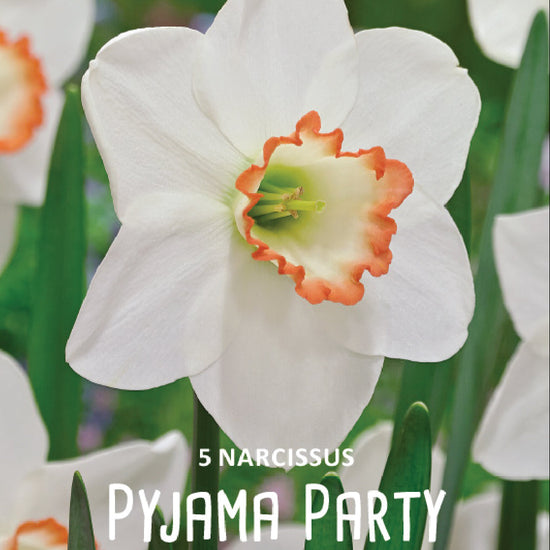 Narcissus Pyjama Party Jack the Grower