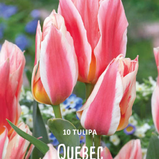 Tulipa Quebec Jack the Grower