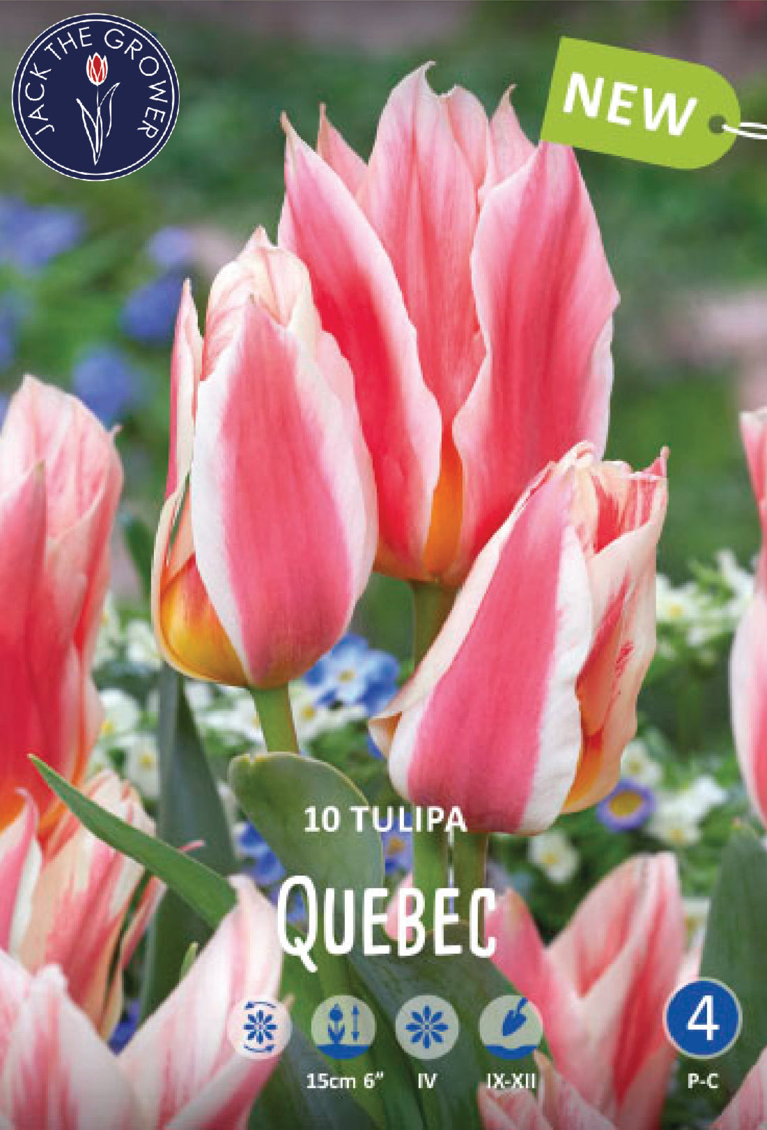 Tulipa Quebec Jack the Grower