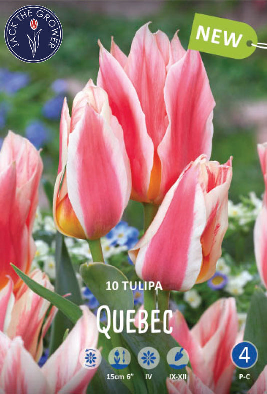 Tulipa Quebec Jack the Grower