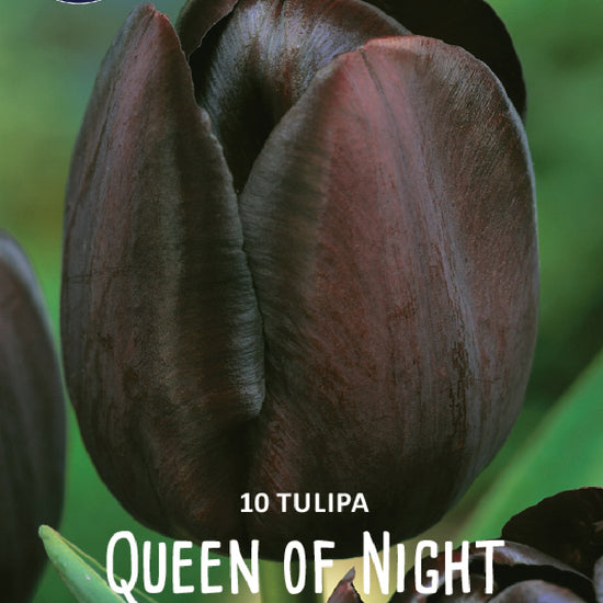 Tulipa Queen of Night jack the Grower