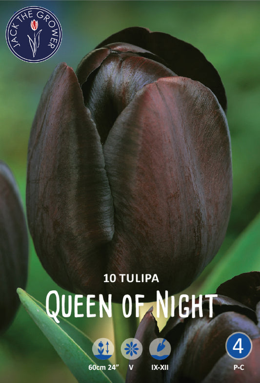 Tulipa Queen of Night jack the Grower