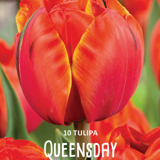 Tulipa Queensday Jack the Grower