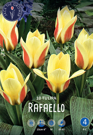 Tulipa Rafaello® Jack the Grower