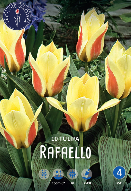 Tulipa Rafaello® Jack the Grower