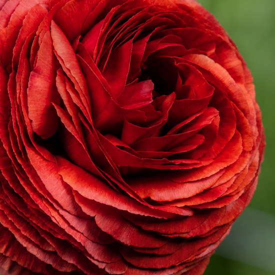 Ranunculus Elegance® Cioccolato Jack the Grower