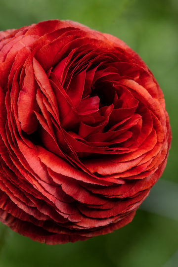Ranunculus Elegance® Cioccolato Jack the Grower