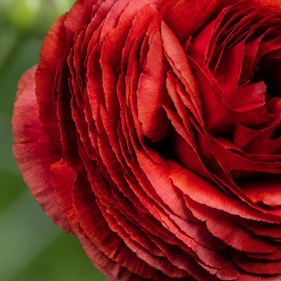 Ranunculus Elegance® Cioccolato Jack the Grower