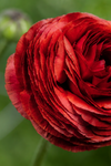 Ranunculus Elegance® Cioccolato Jack the Grower