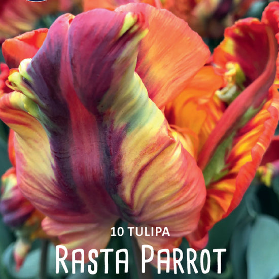 Tulipa Rasta Parrot Jack the Grower