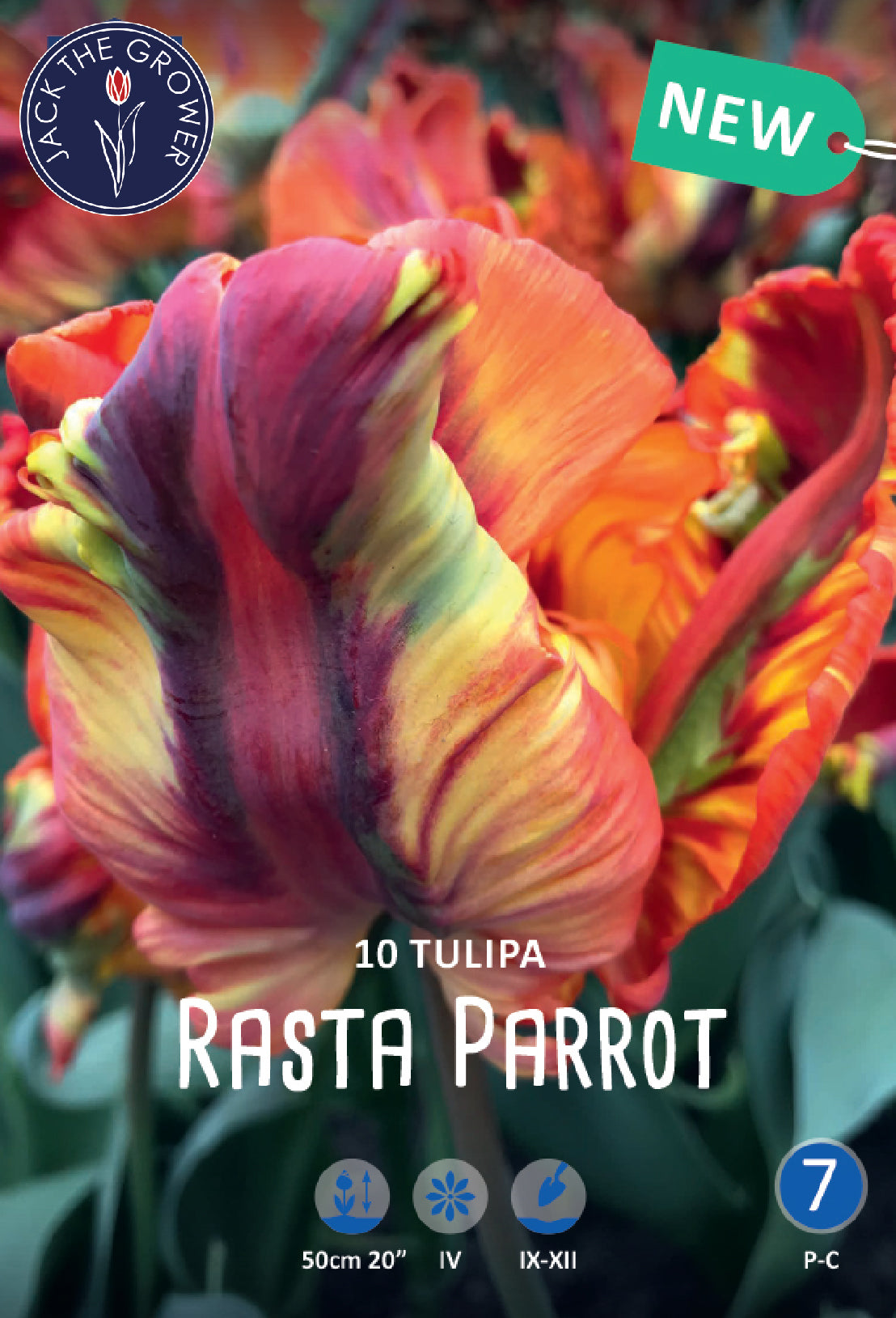 Tulipa Rasta Parrot Jack the Grower