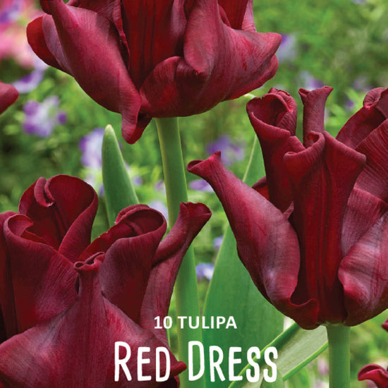 Tulipa Red Dress Jack the Grower