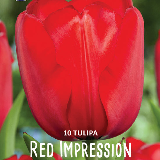 Tulipa Red Impression®