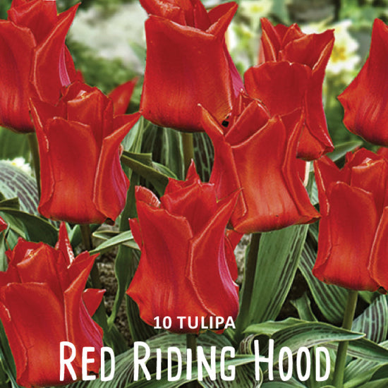 Tulipa Red Riding Hood Jack the Grower