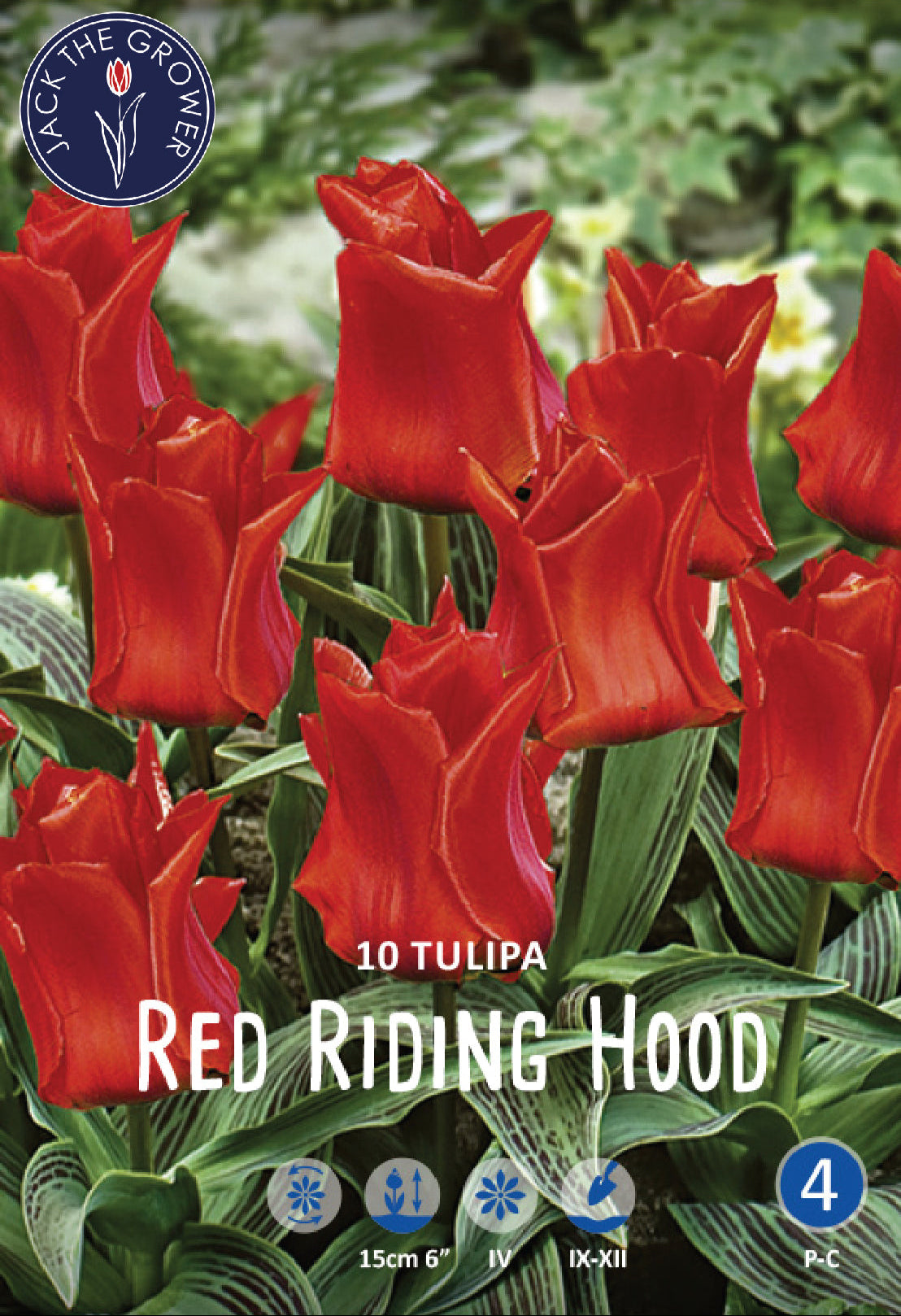 Tulipa Red Riding Hood Jack the Grower