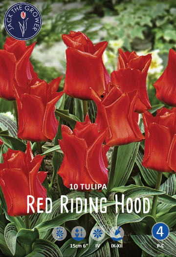 Tulipa Red Riding Hood Jack the Grower