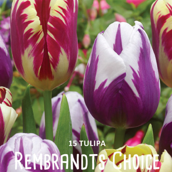 Tulipa Rembrandts Choice Jack the Grower