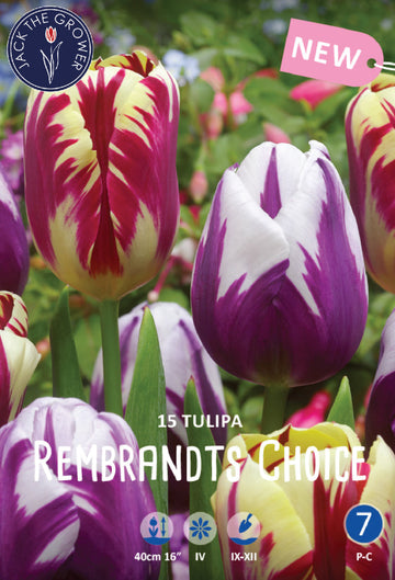 Tulipa Rembrandts Choice Jack the Grower