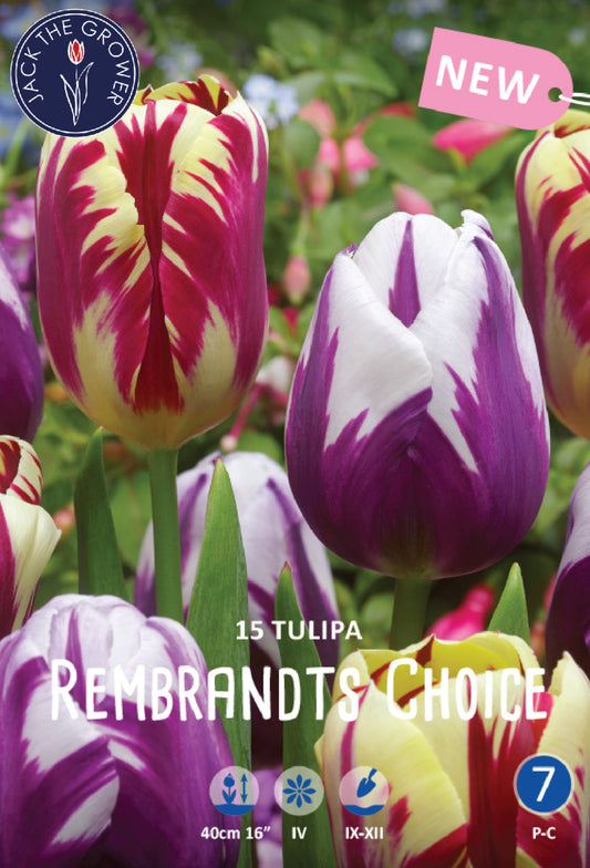 Tulipa Rembrandts Choice Jack the Grower