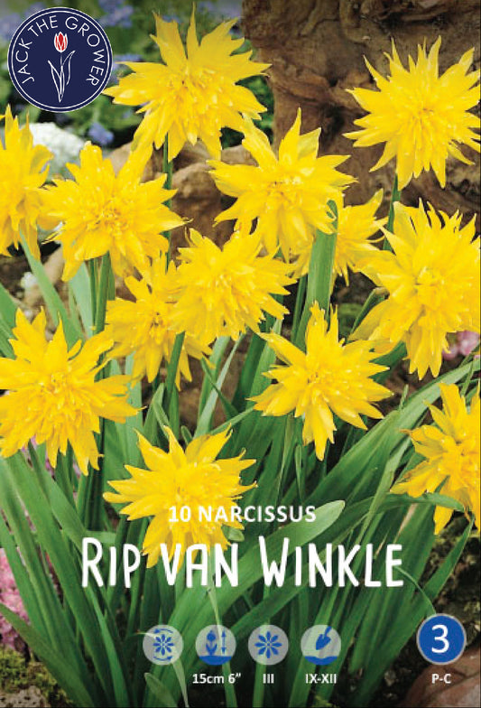 Narcissus Rip van Winkle Jack the Grower
