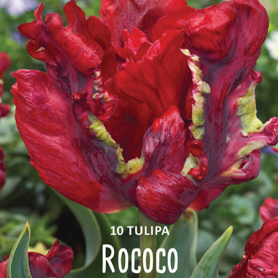 Tulipa Rococo Jack the Grower