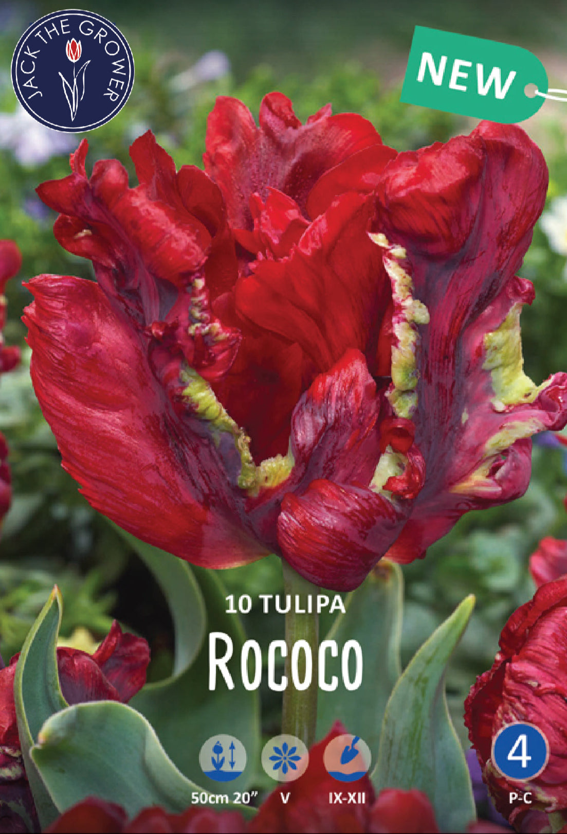 Tulipa Rococo Jack the Grower