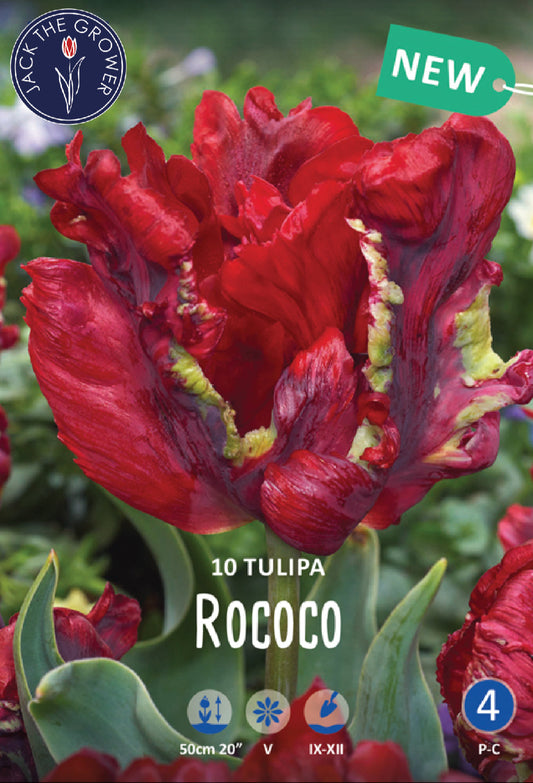 Tulipa Rococo Jack the Grower