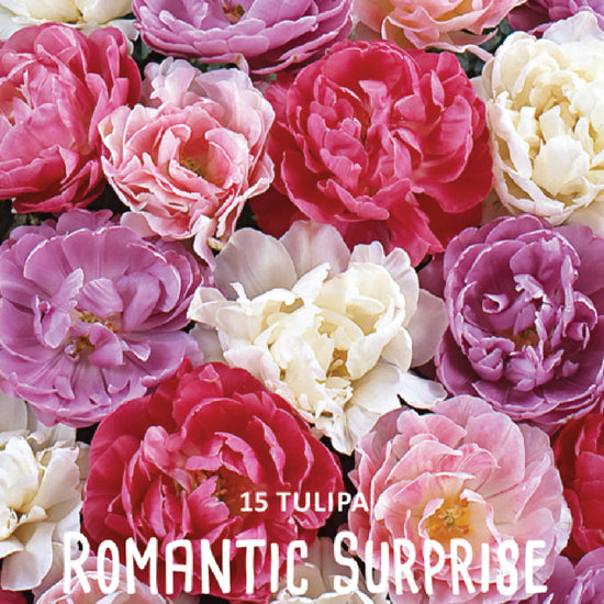 Tulipa Romantic Surprise Jack the Grower