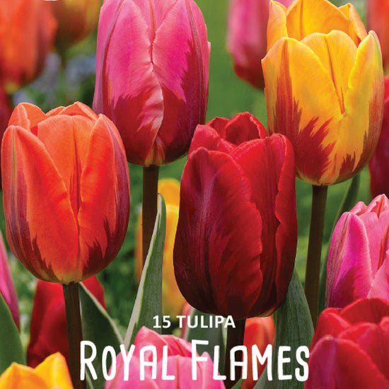 Tulipa Royal Flames
