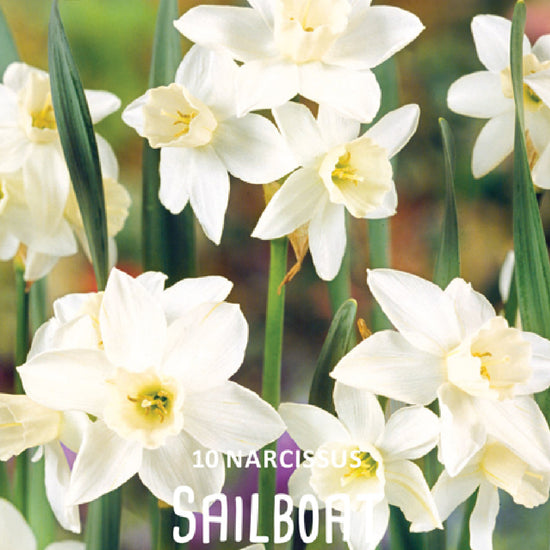 Narcissus Sailboat Jack the Grower