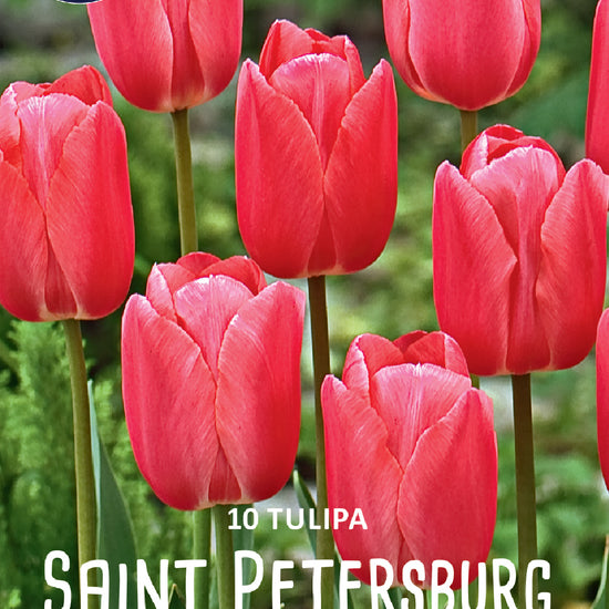 Tulipa Saint Petersburg Jack the Grower